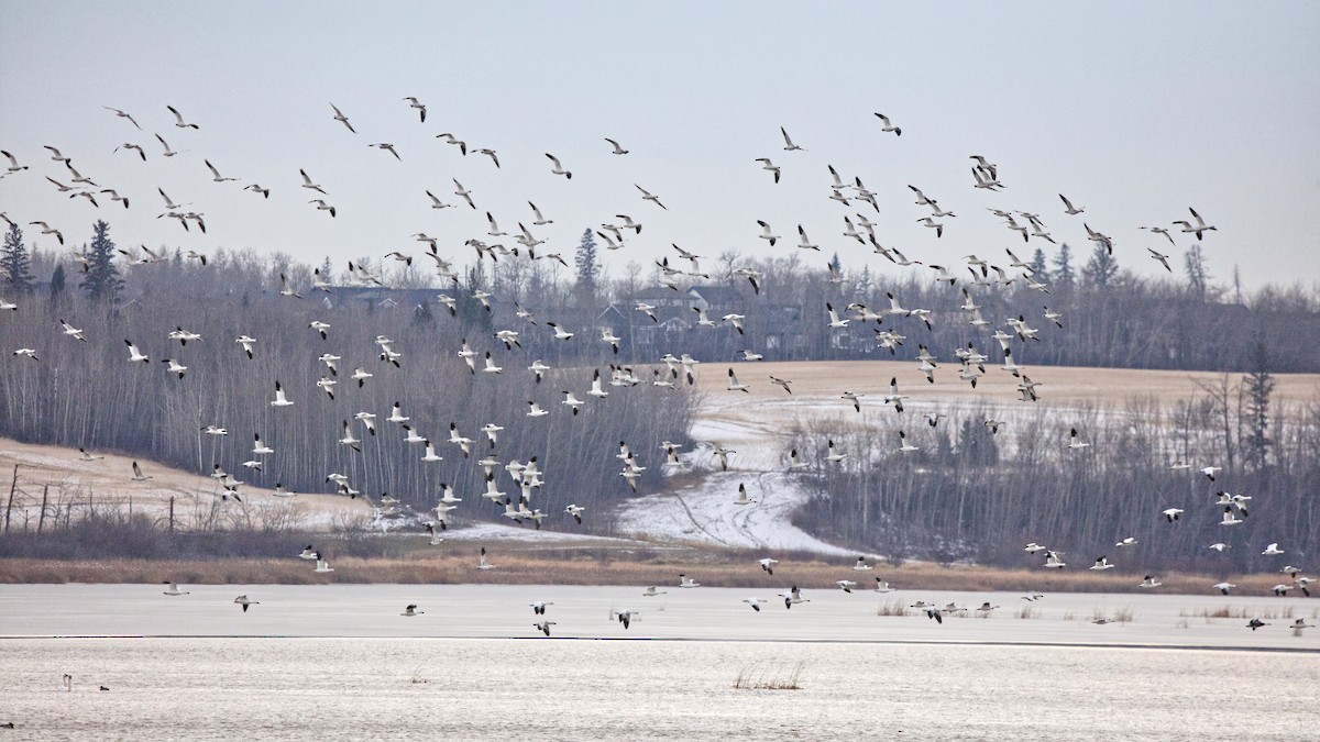 Snow Goose - ML644972811