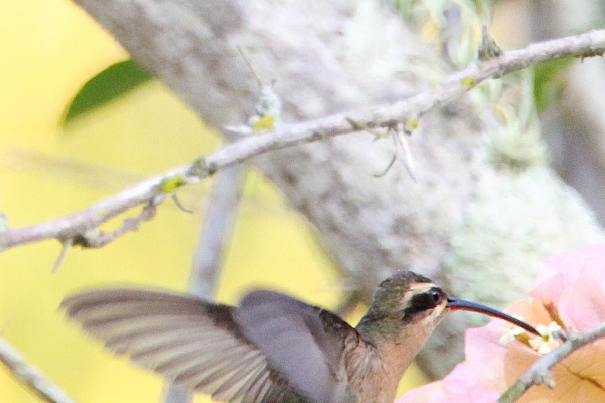 Planalto Hermit - ML644972832