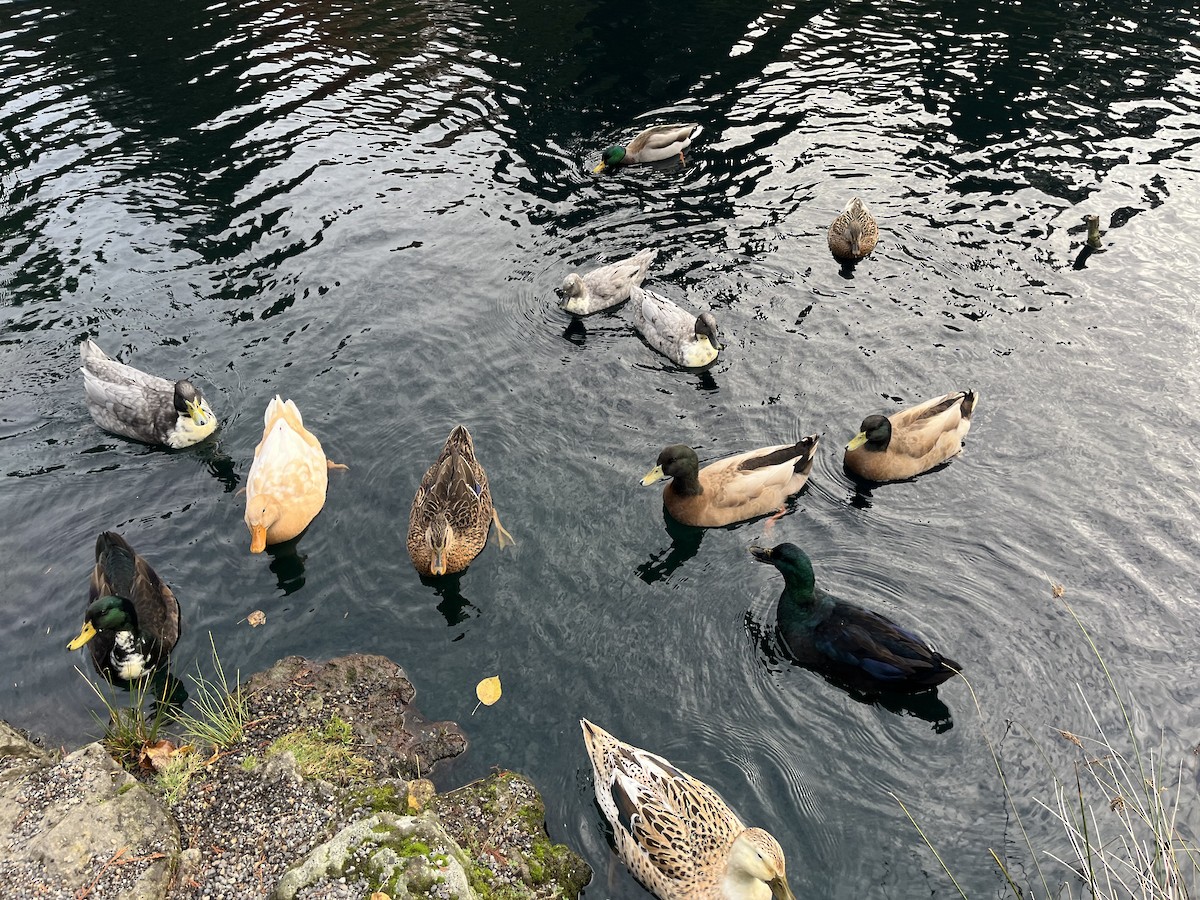 Mallard (Domestic type) - ML644972842