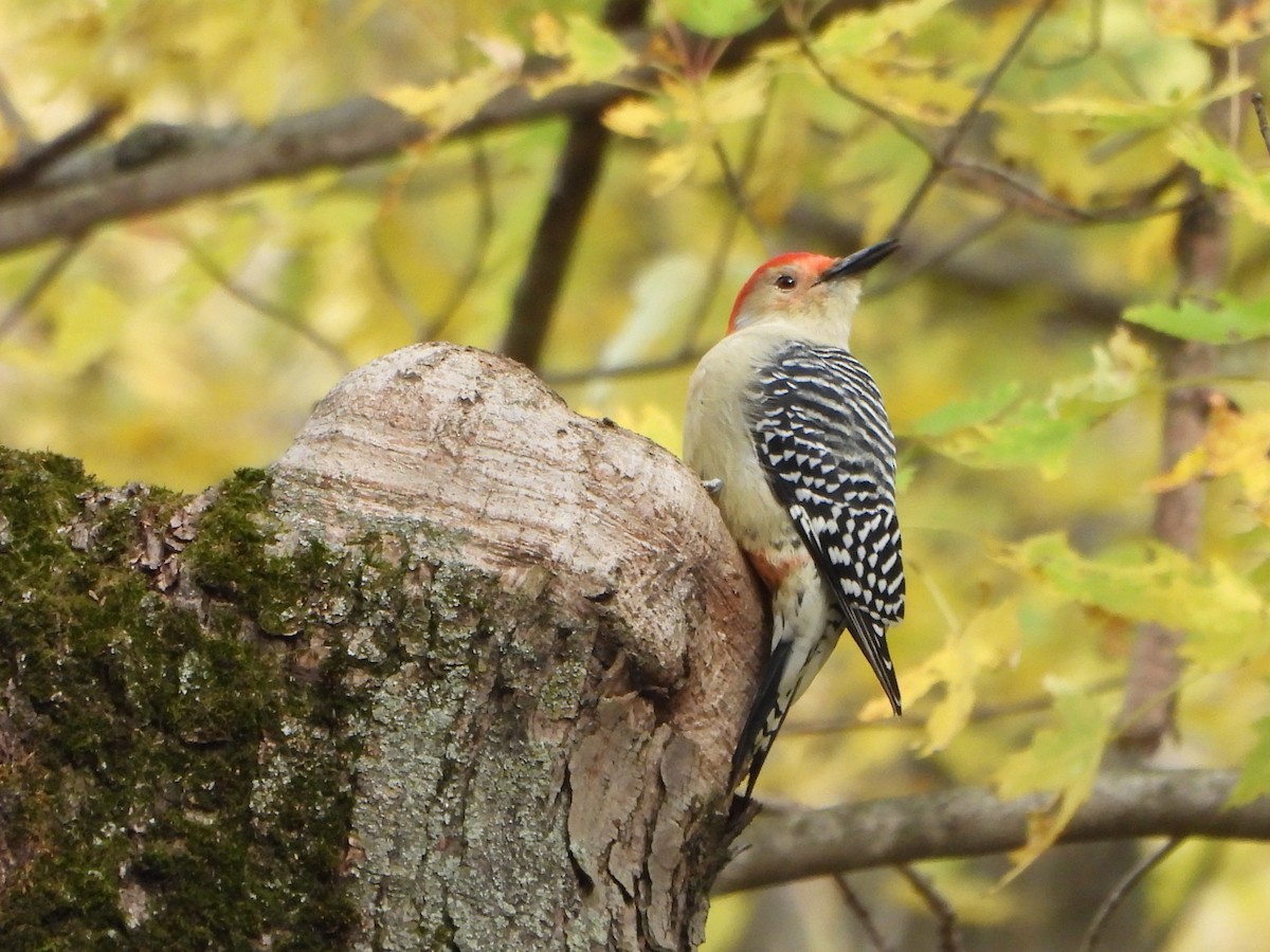 Red-bellied Woodpecker - ML644972850