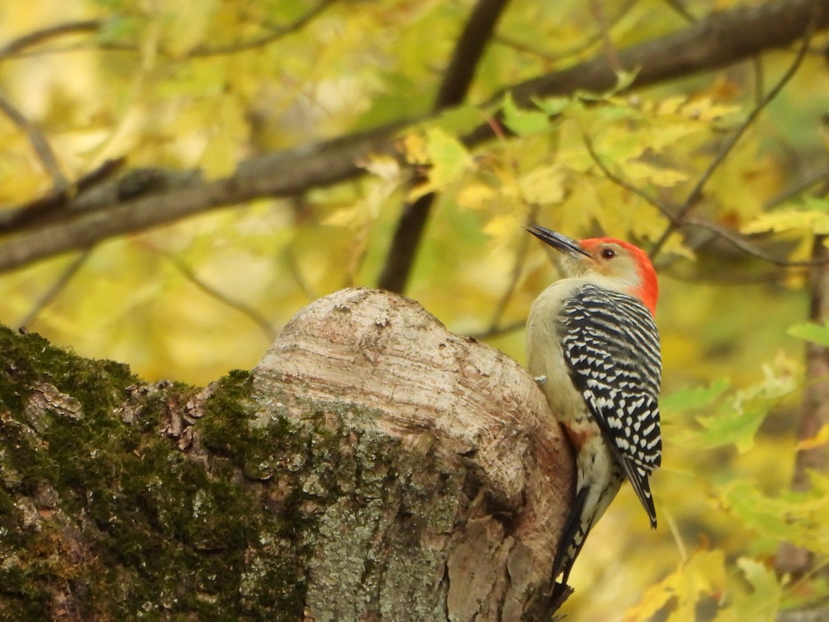 Red-bellied Woodpecker - ML644972851