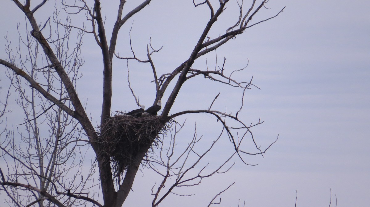 Bald Eagle - ML644972856