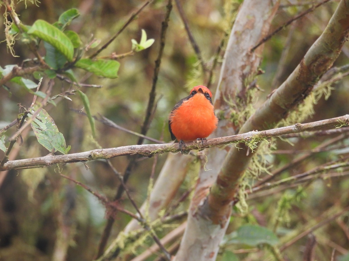 Brujo Flycatcher (Galapagos) - ML644972860