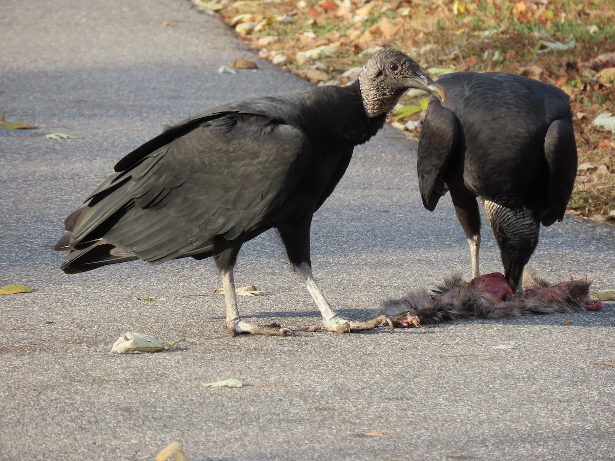 Black Vulture - ML644972866
