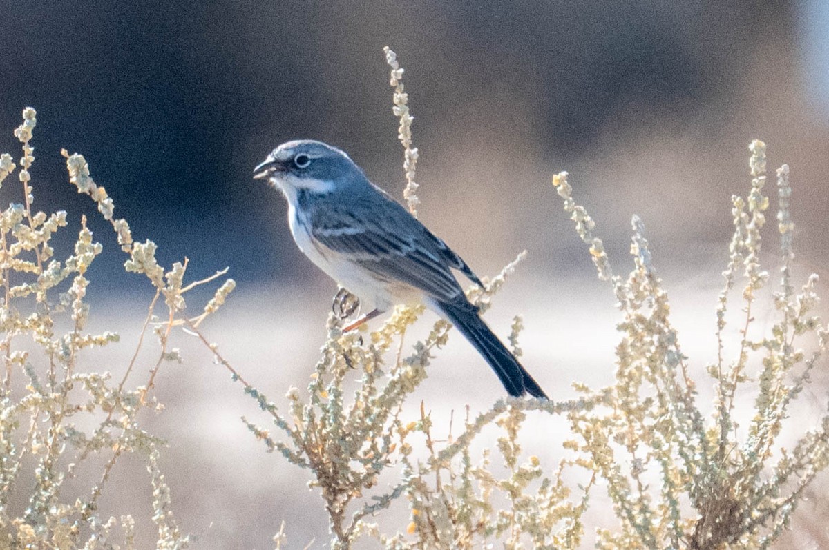 Bell's Sparrow - ML644972892
