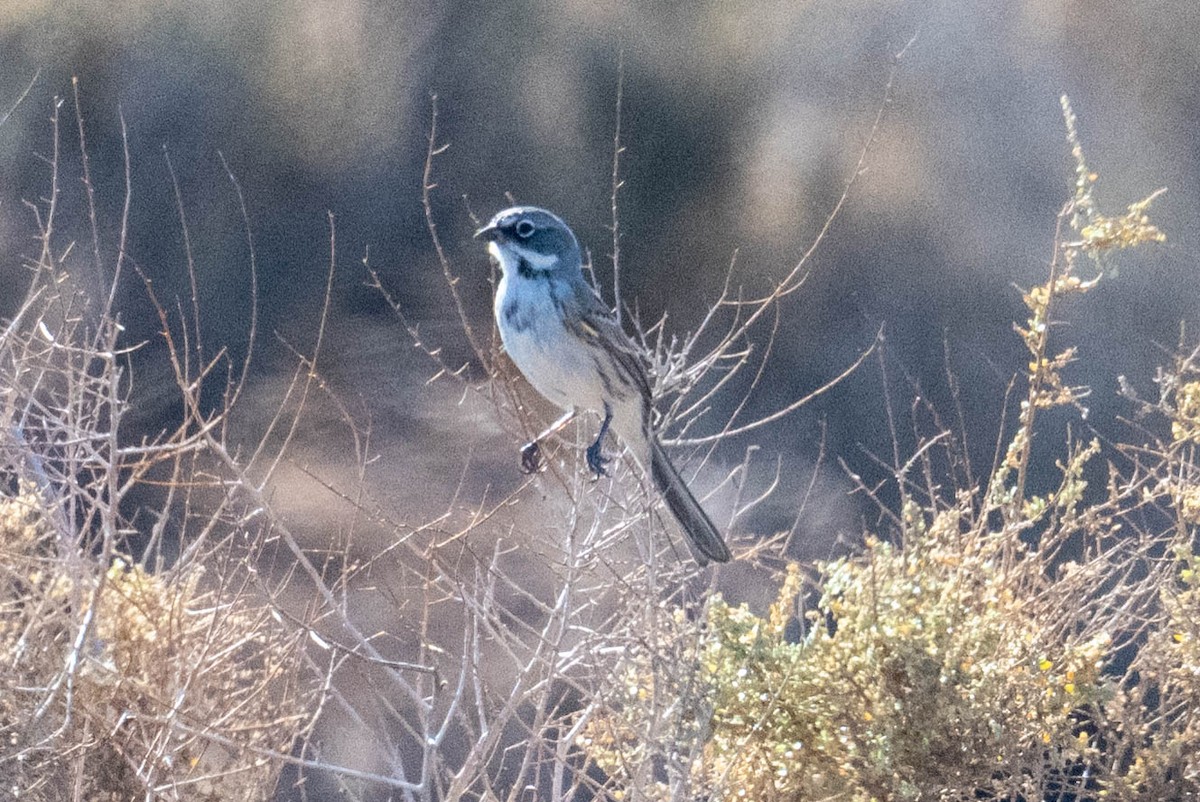 Bell's Sparrow - ML644972893