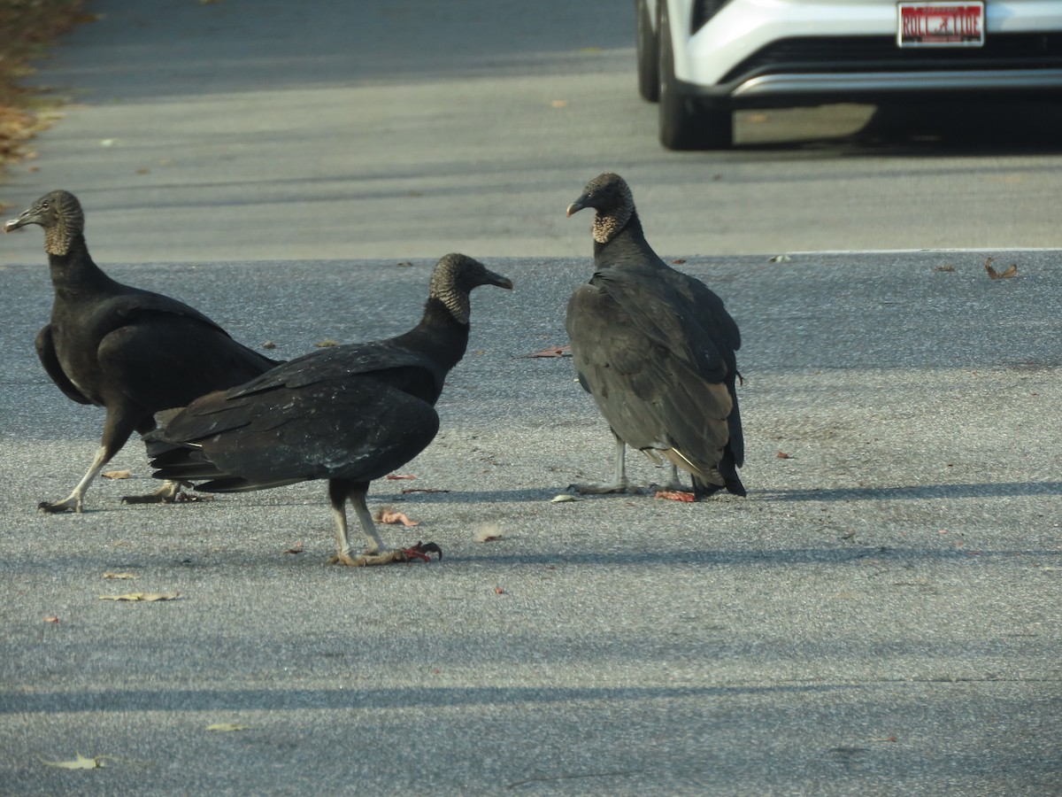 Black Vulture - ML644972894