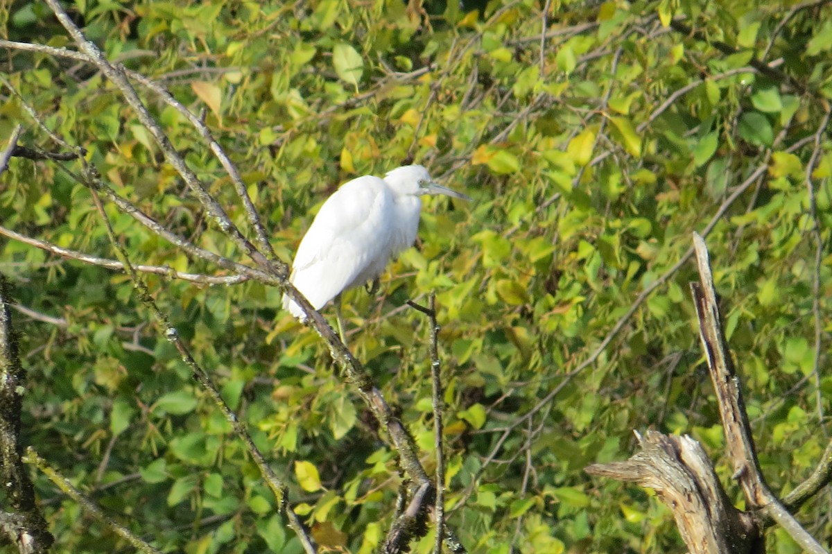 Little Blue Heron - ML644972912