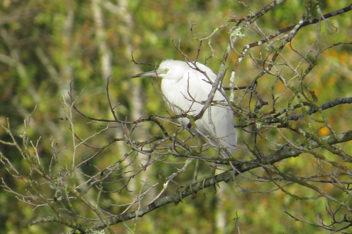 Little Blue Heron - ML644972930