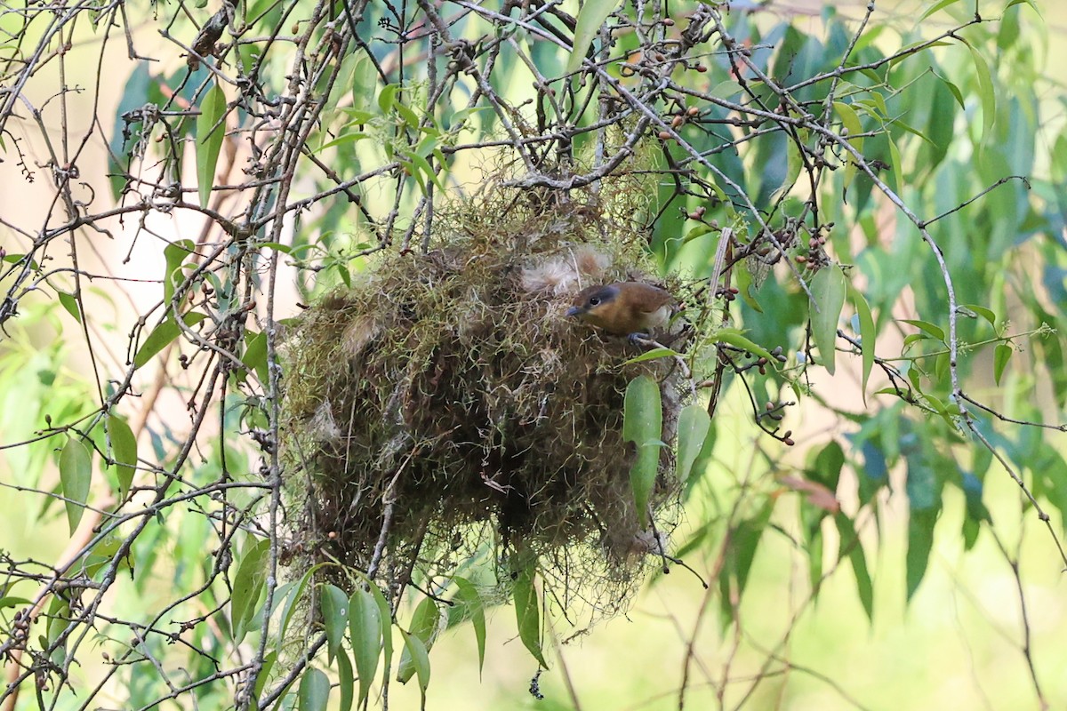 ハチマキカザリドリモドキ - ML644972944