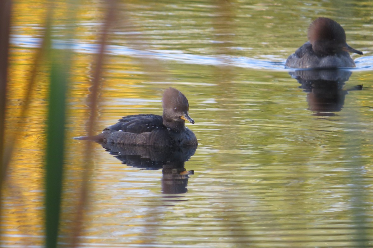 Hooded Merganser - ML644972950