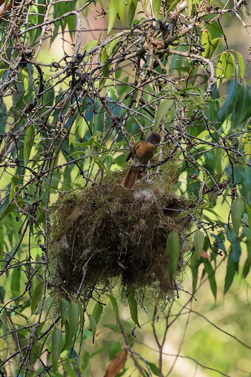 ハチマキカザリドリモドキ - ML644972955