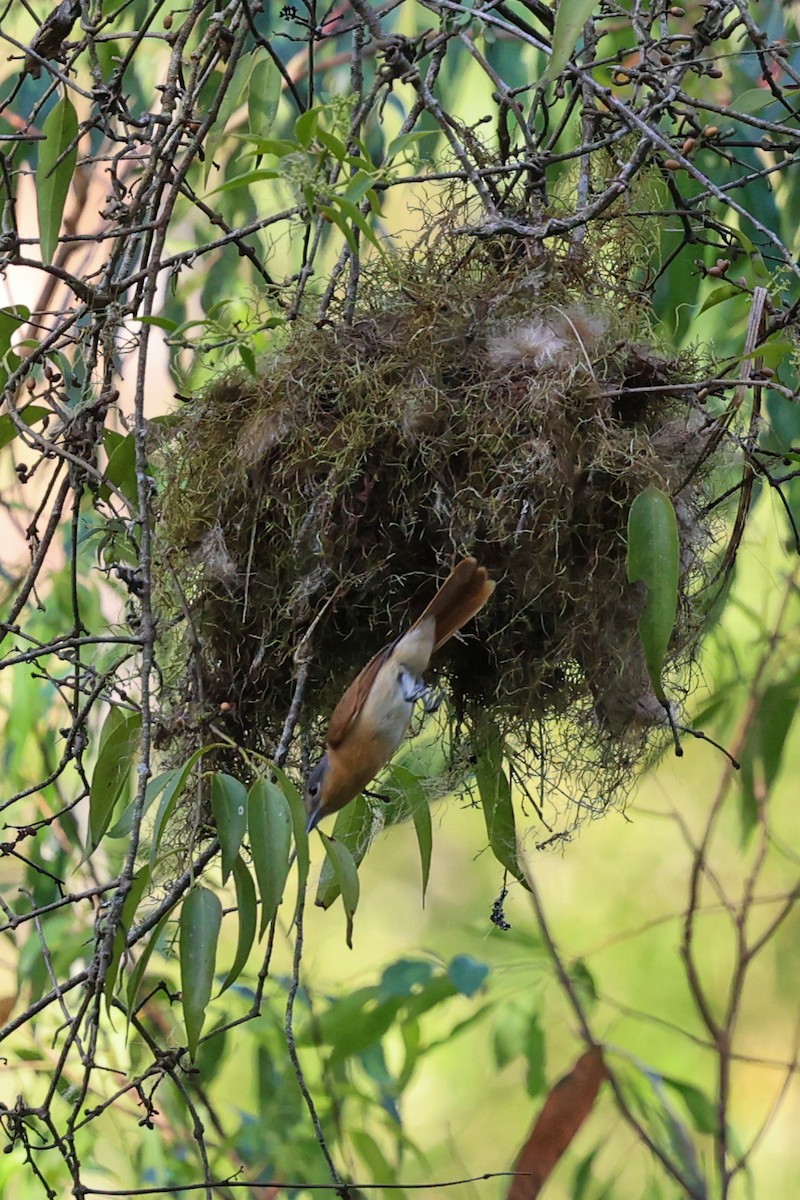 ハチマキカザリドリモドキ - ML644972956