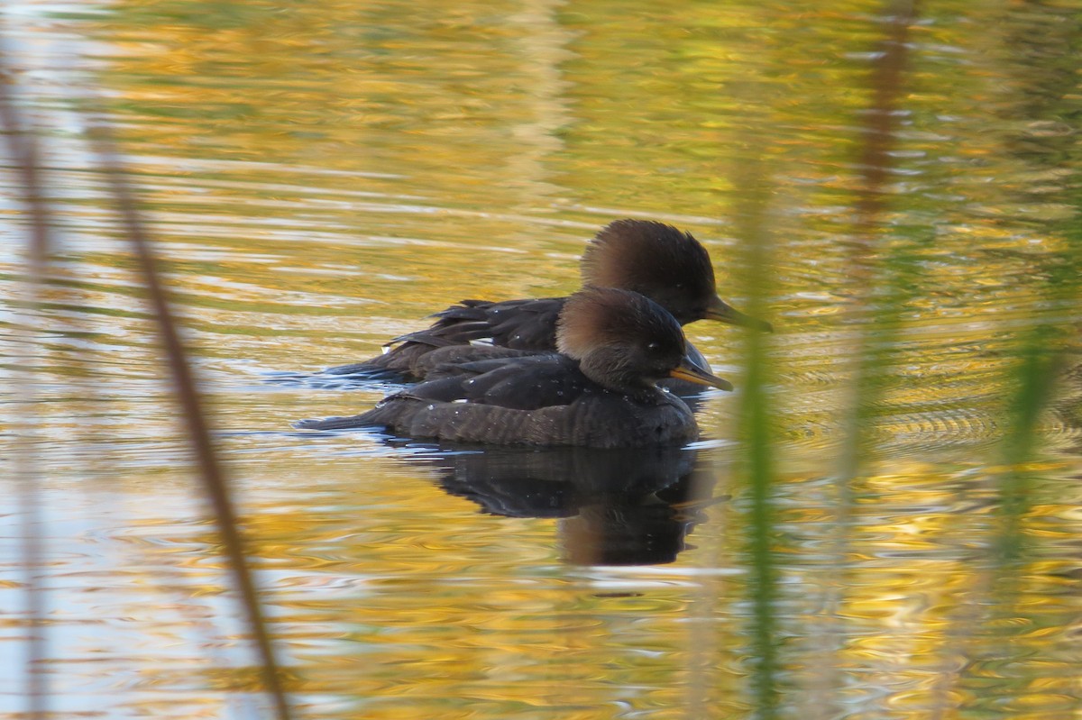 Hooded Merganser - ML644972957