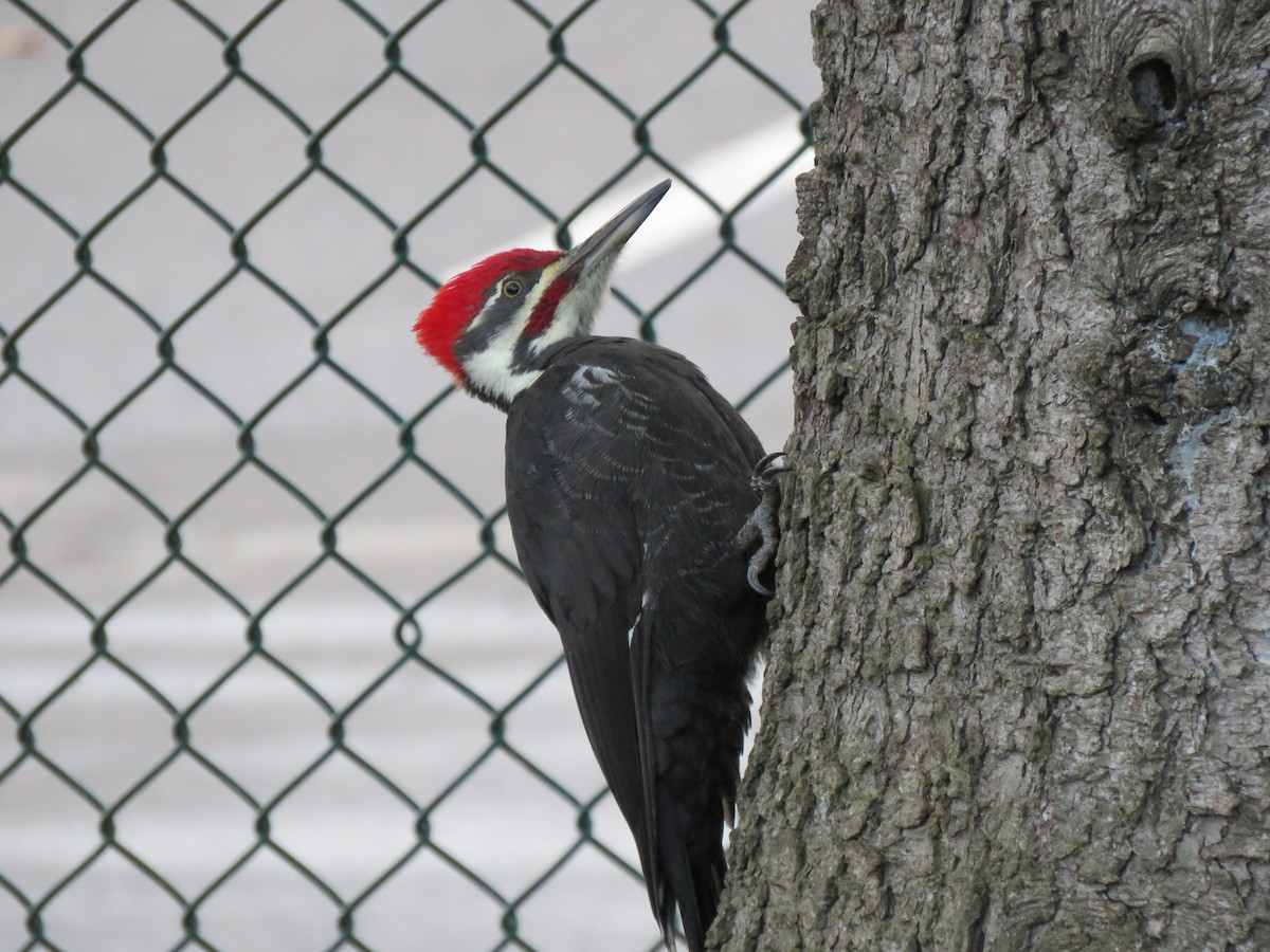 Pileated Woodpecker - ML644972964