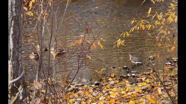 Cooper Atmacası - ML644972978