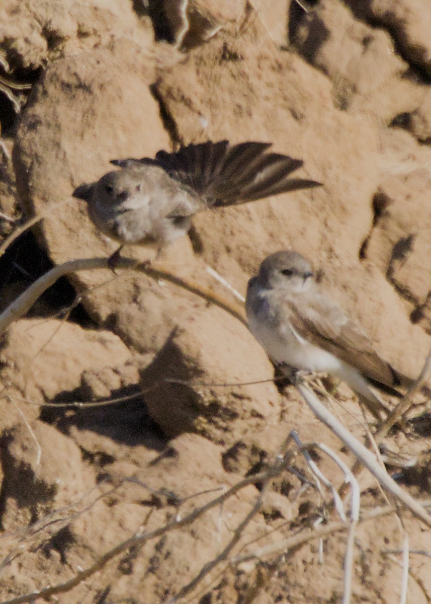 brunsandsvale - ML644972983