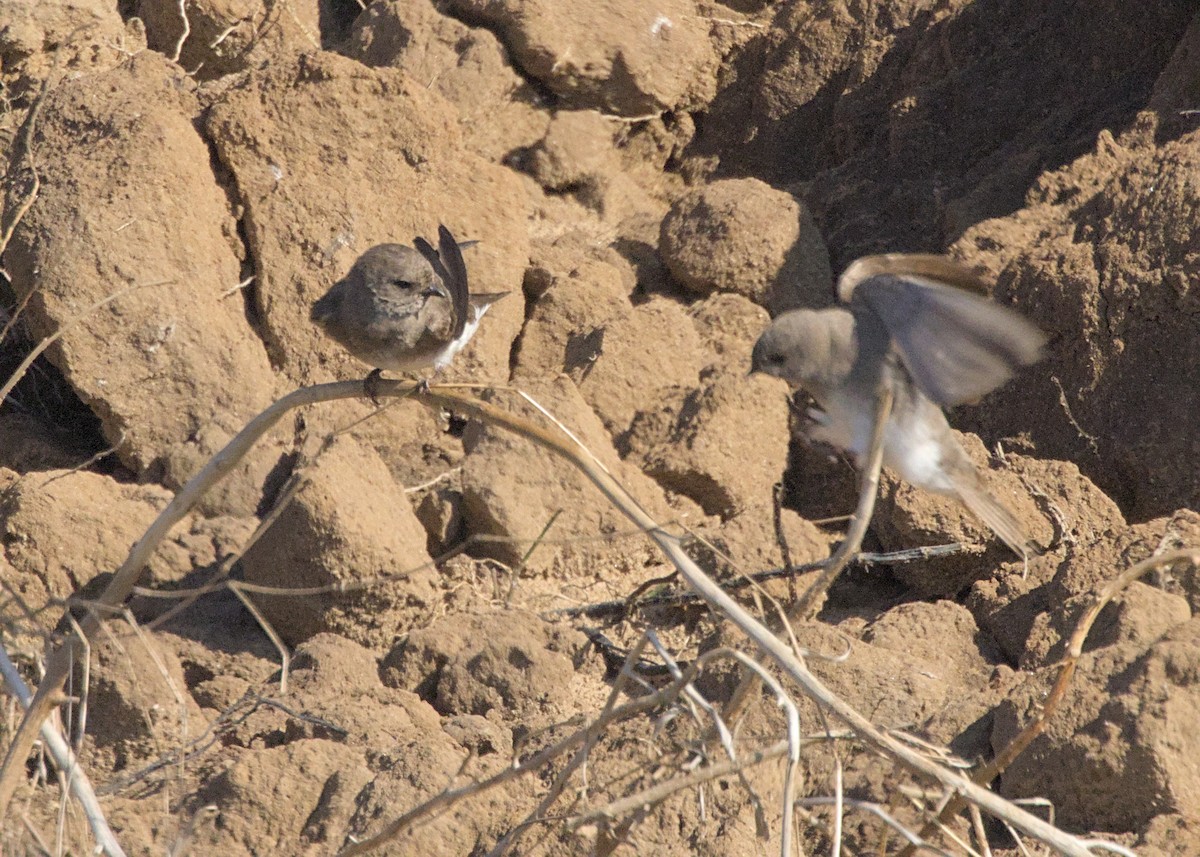 brunsandsvale - ML644972984