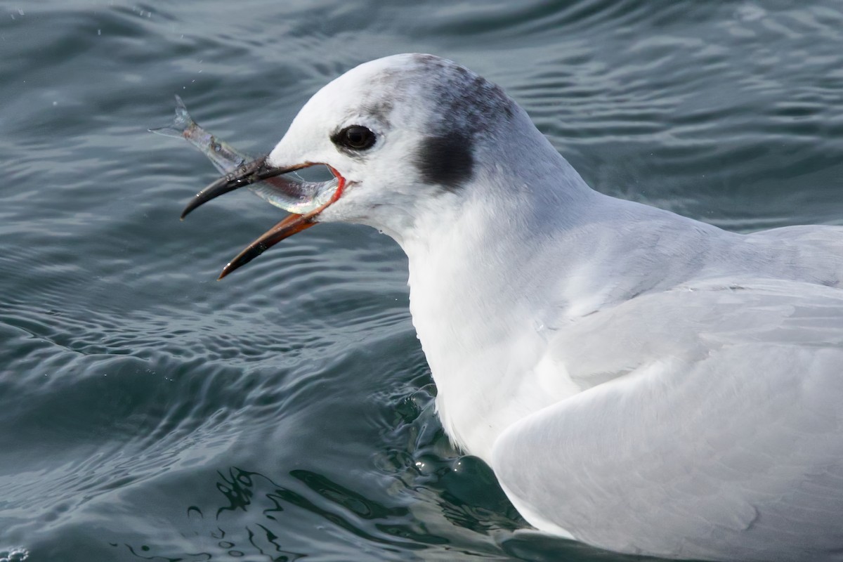 Gaviota de Bonaparte - ML644972997