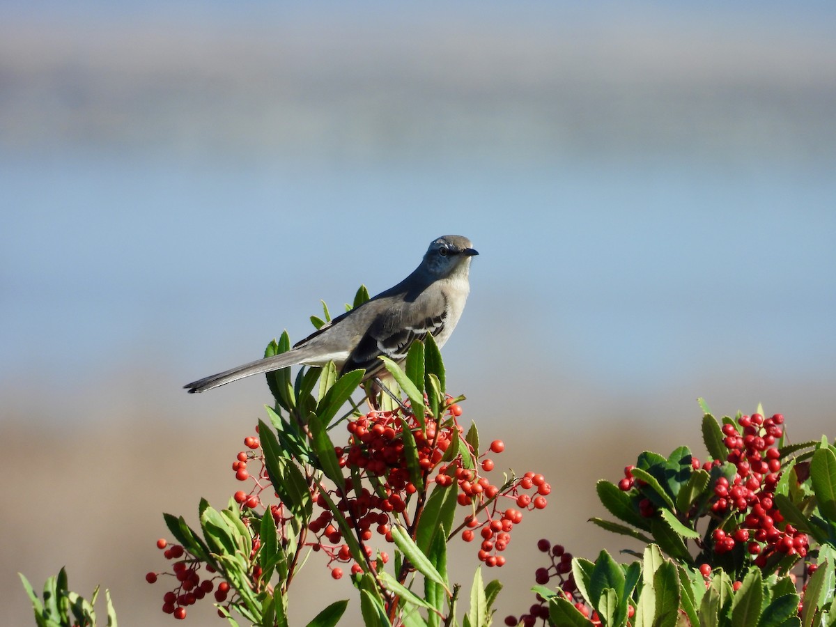 Northern Mockingbird - ML644973008