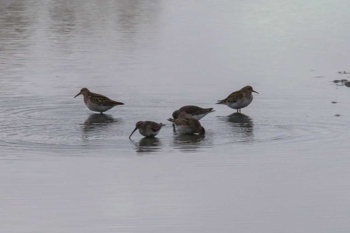 Дутыш - ML644973013