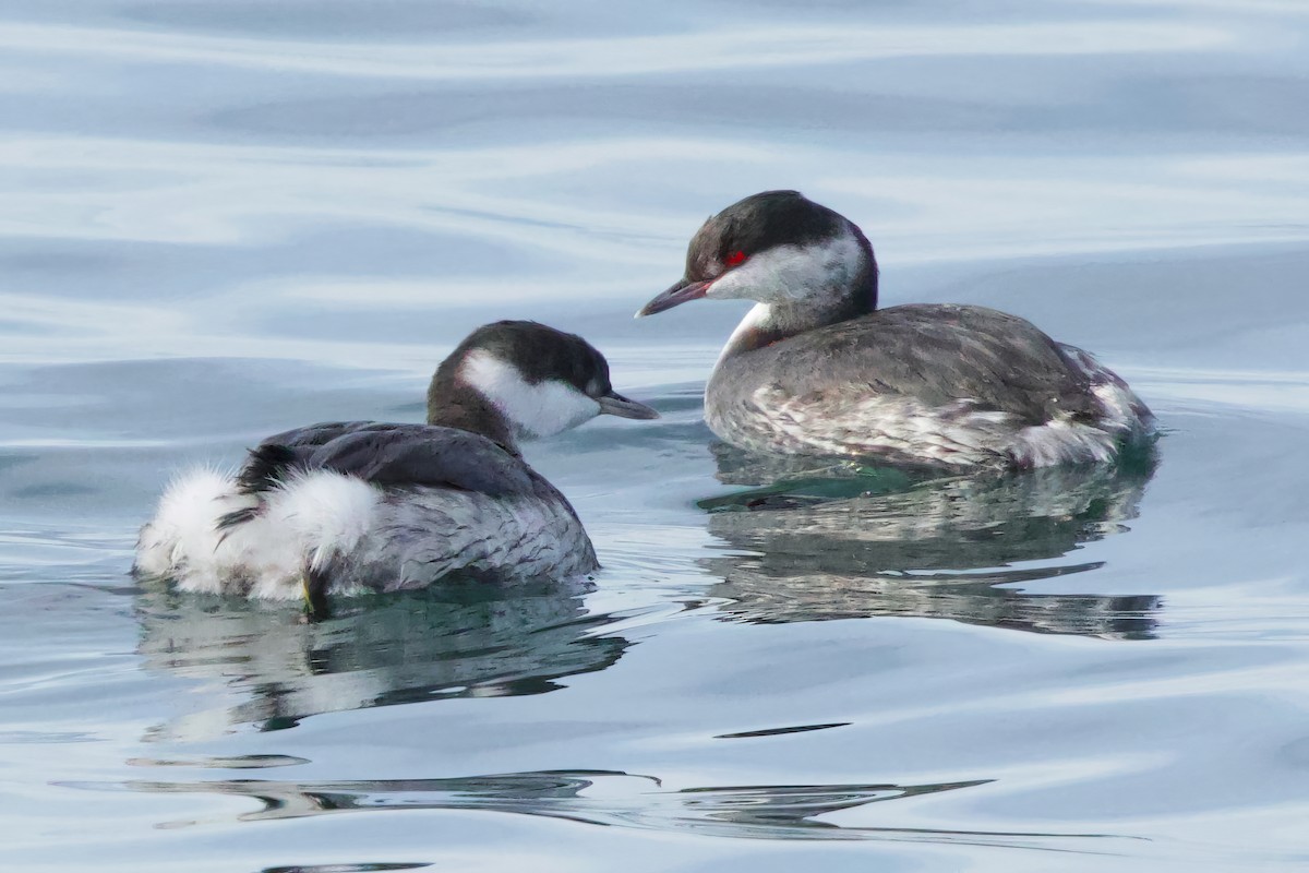 Zampullín Cuellirrojo - ML644973025