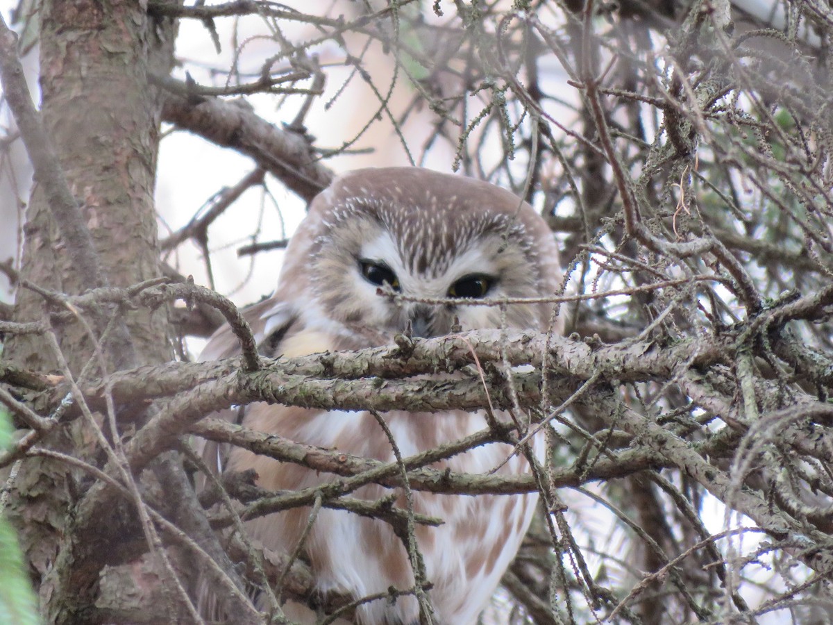Northern Saw-whet Owl - ML644973037