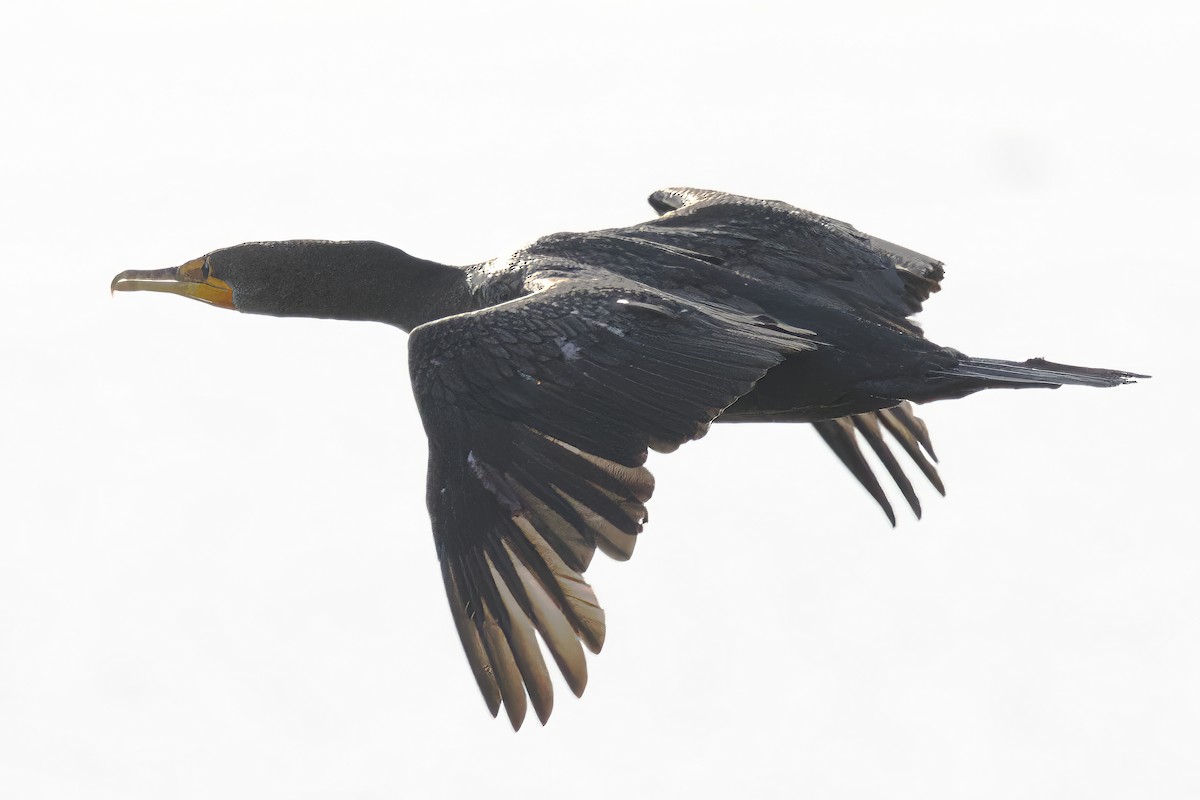 Cormorán Orejudo - ML644973045