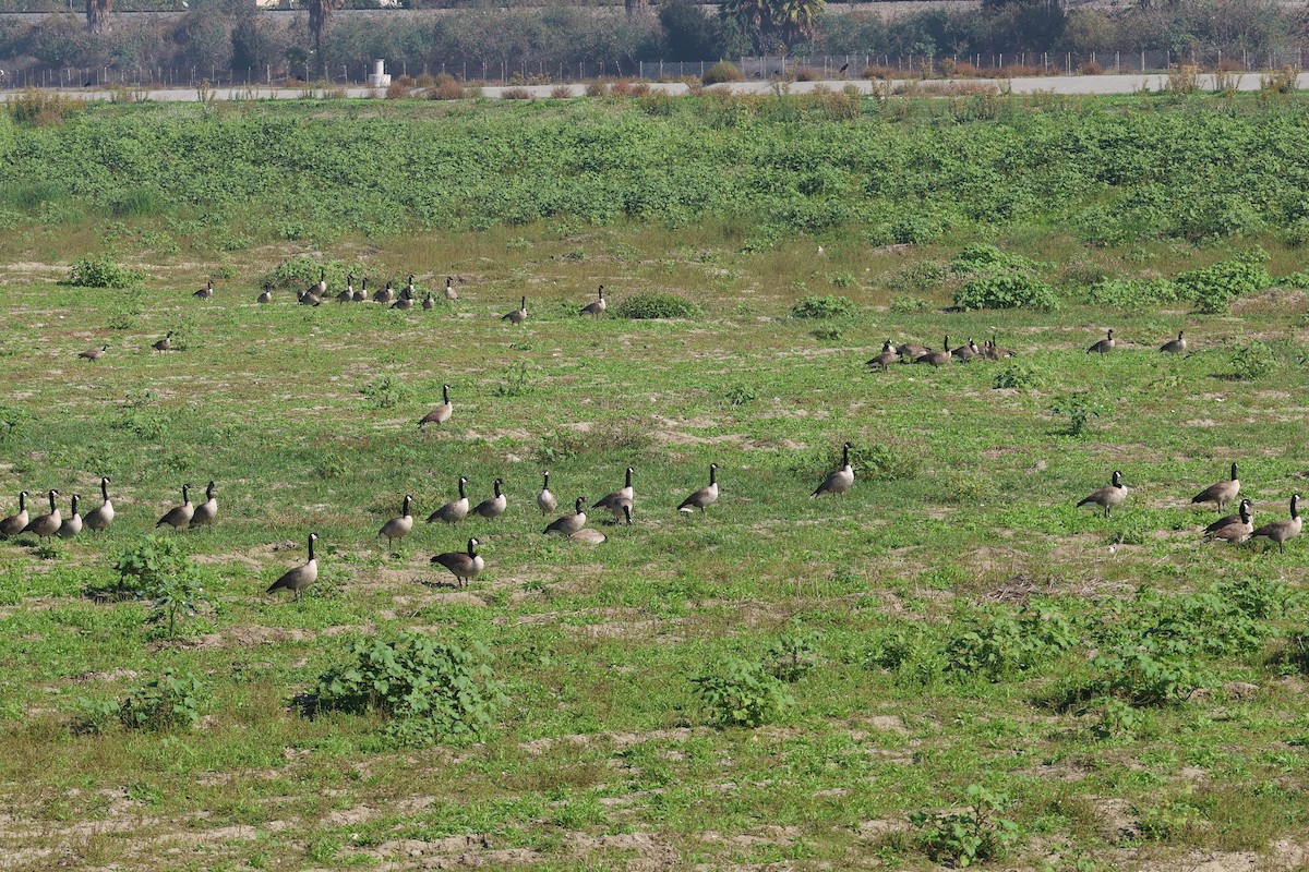 Bernache du Canada - ML644973046