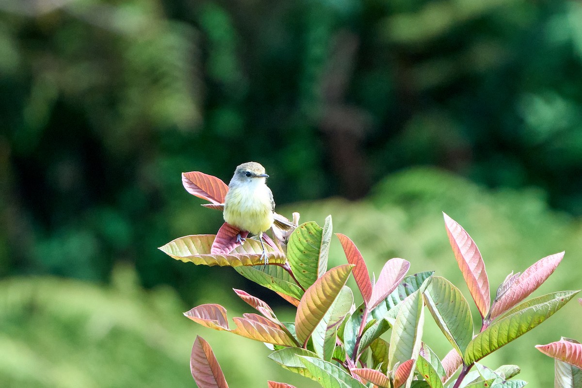 Brujo Flycatcher (Galapagos) - ML644973051