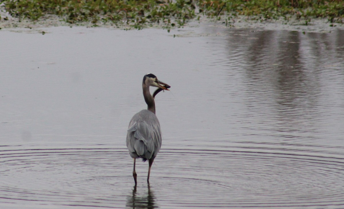 Great Blue Heron - ML644973068
