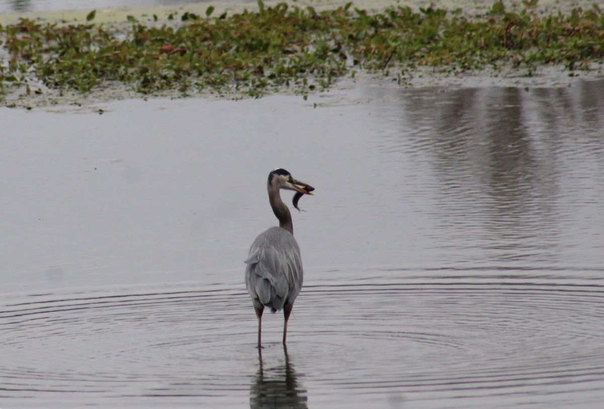 Great Blue Heron - ML644973069