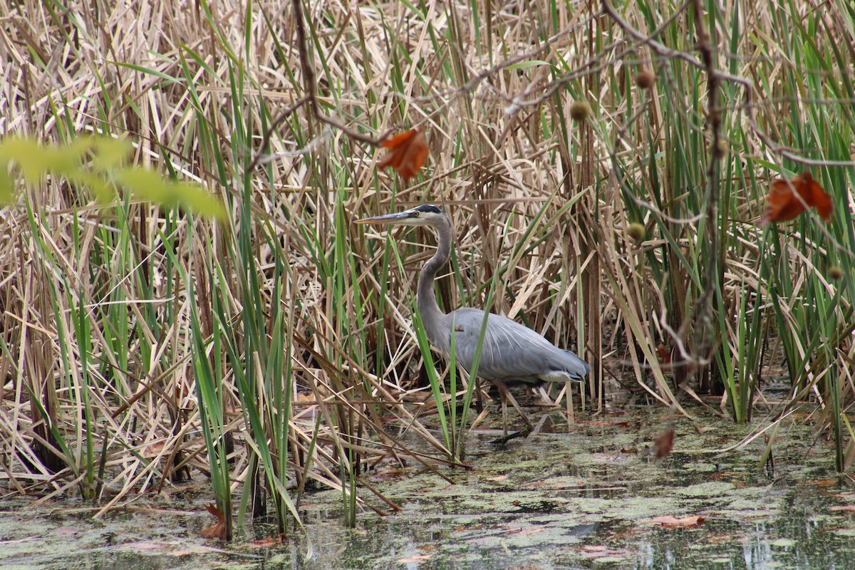 Great Blue Heron - ML644973070