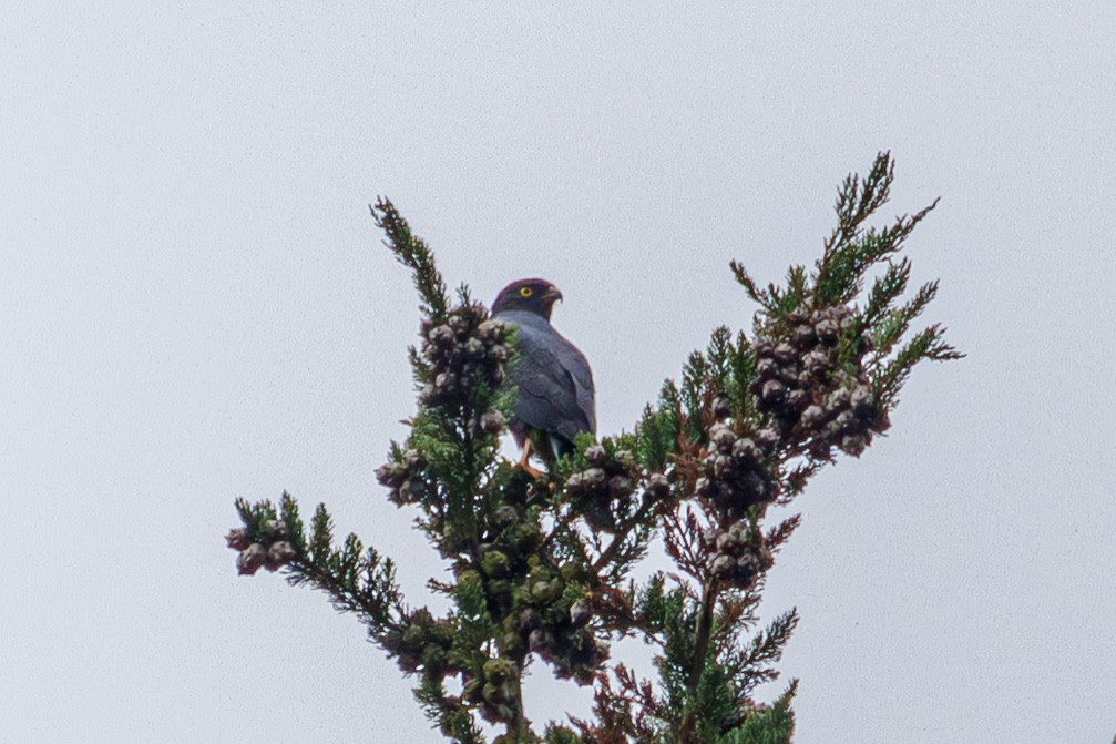 káně bělokostřečná - ML644973089