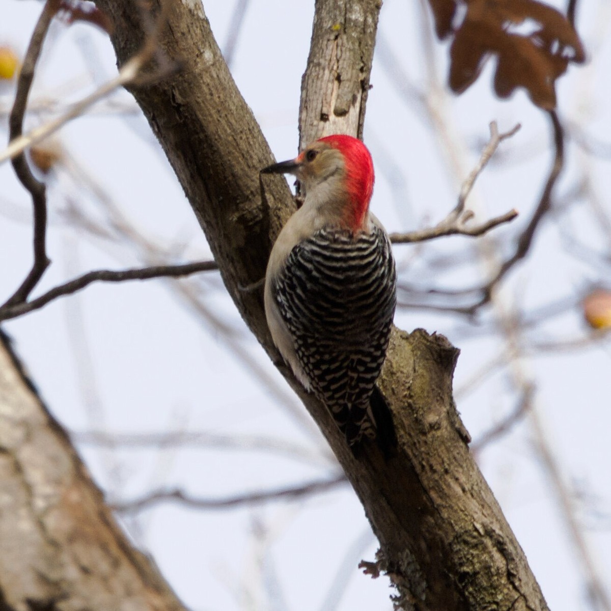 Red-bellied Woodpecker - ML644973095