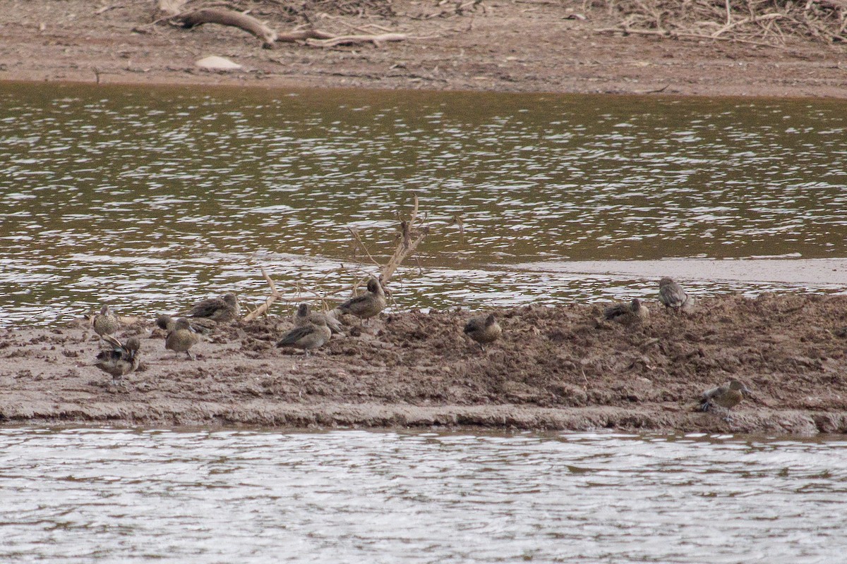 Sarcelle des Andes - ML644973096