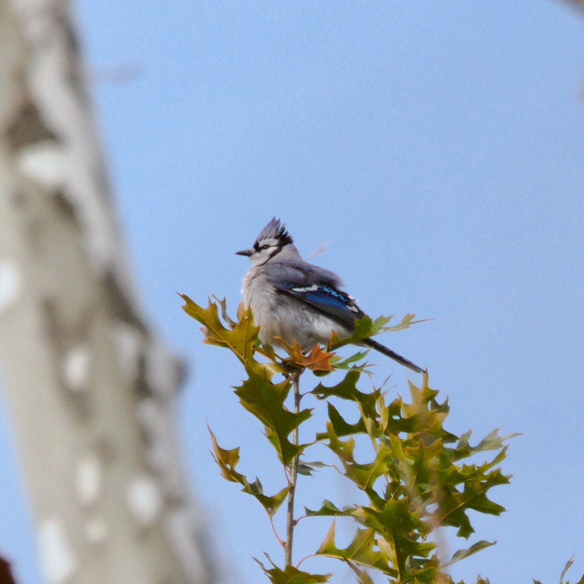 Blue Jay - ML644973100