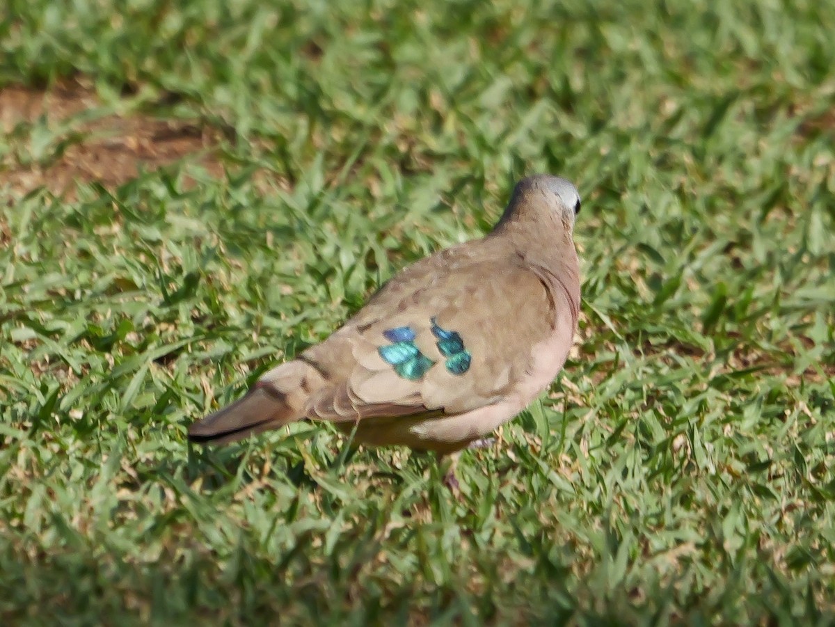 Зеленокрылая лесная горлица - ML644973108