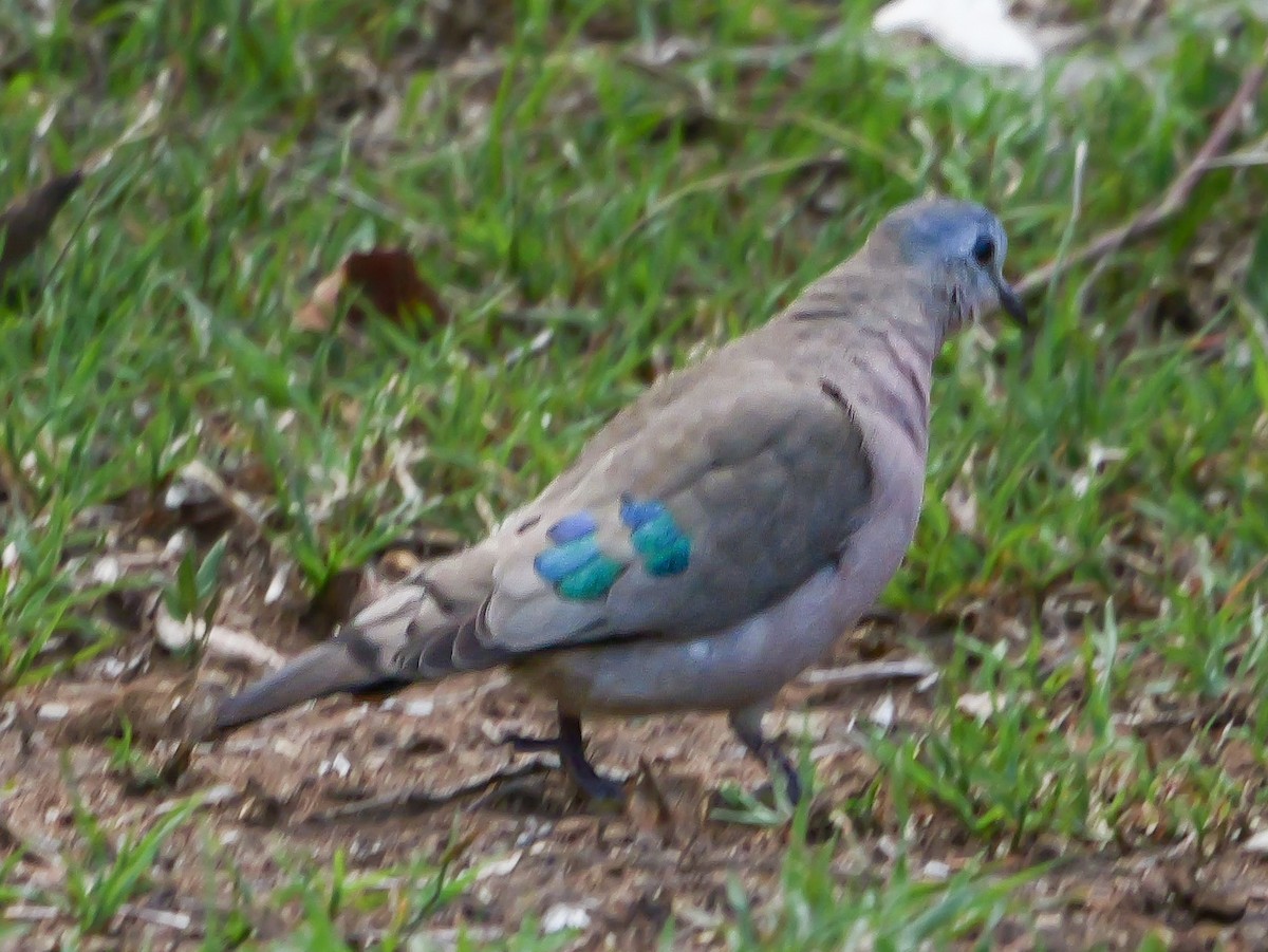 Зеленокрылая лесная горлица - ML644973109