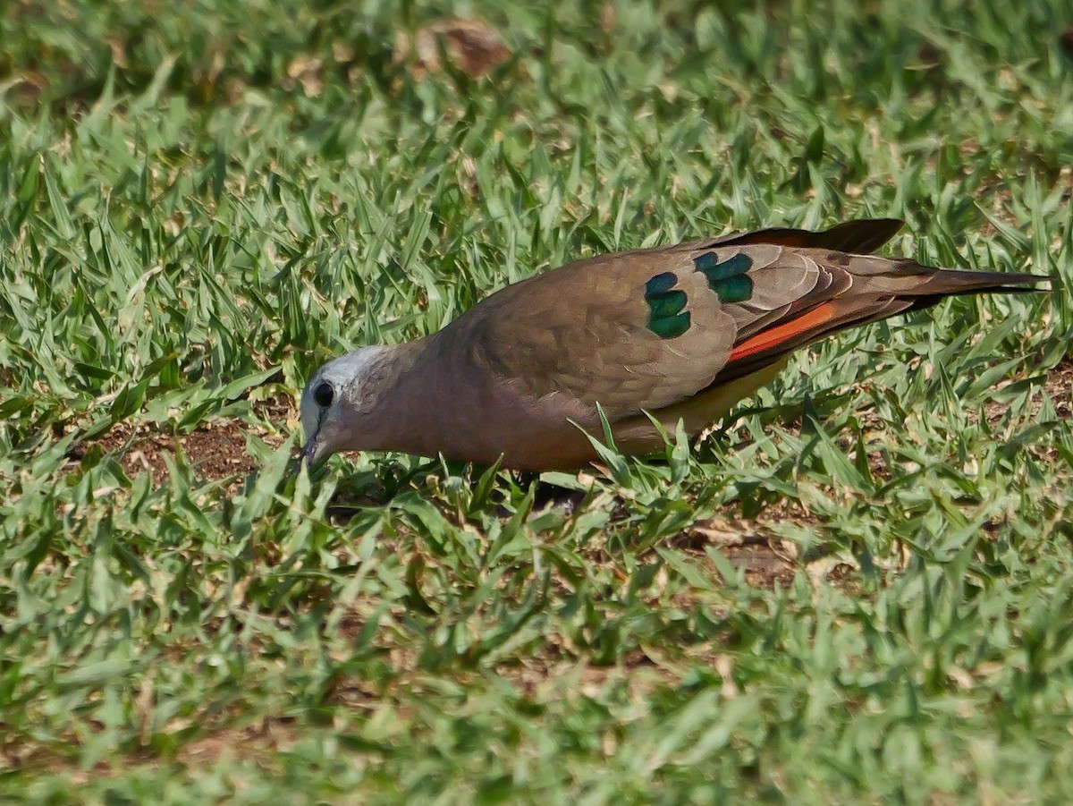 Зеленокрылая лесная горлица - ML644973111