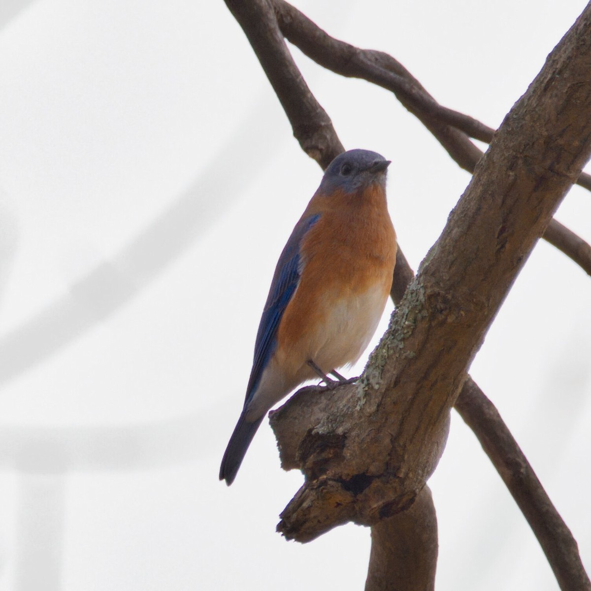 Eastern Bluebird - ML644973114