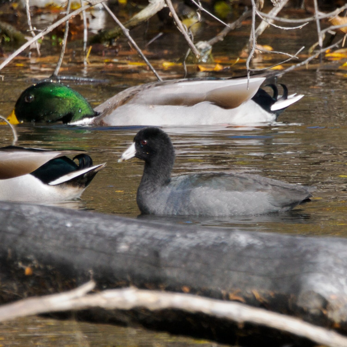 Focha Americana - ML644973179