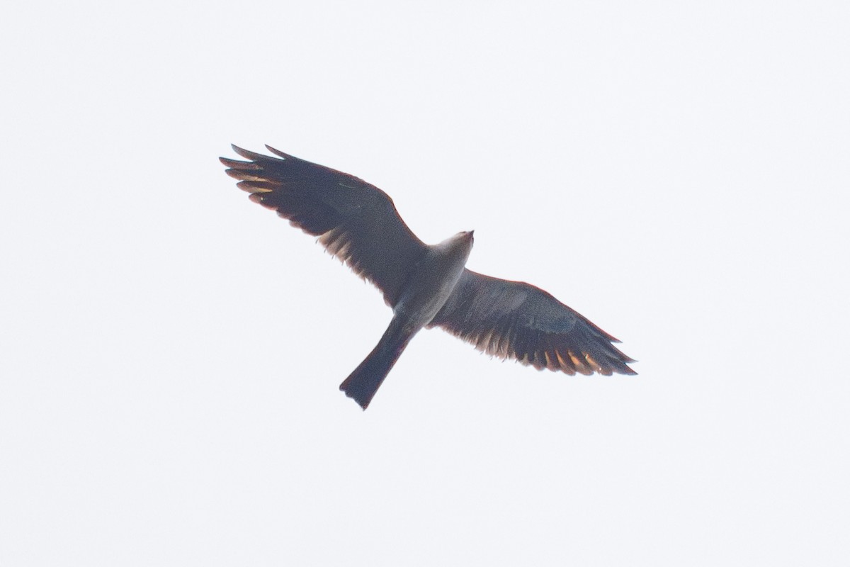 Mississippi Kite - ML644973181