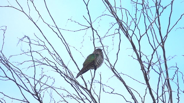 Parlak Zümrüt Guguğu - ML644973197