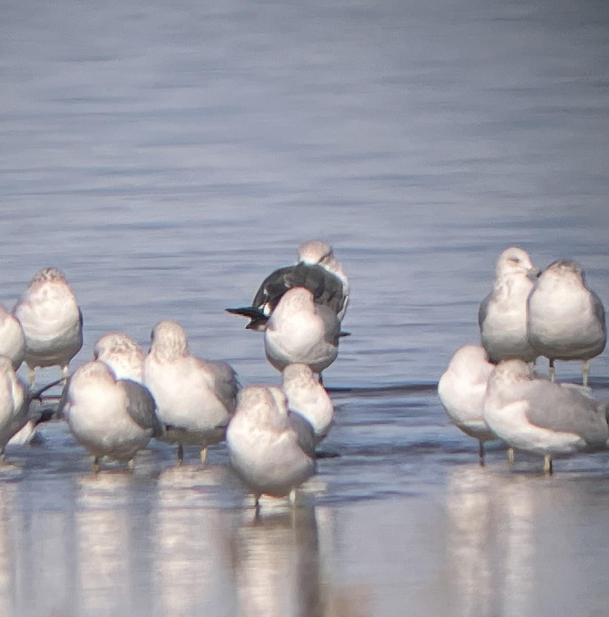 Lesser Black-backed Gull - ML644973199