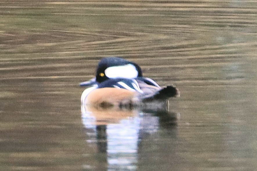 オウギアイサ - ML644973229