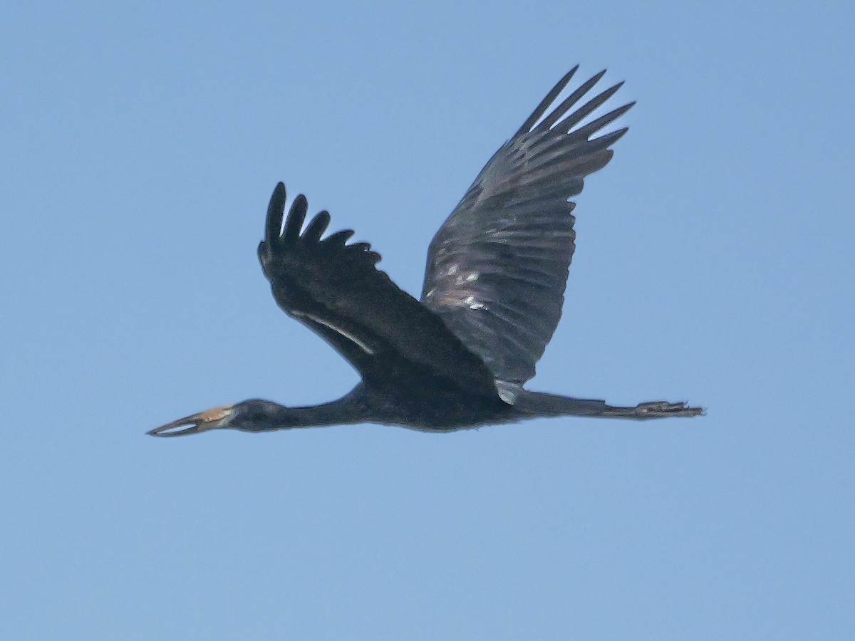 African Openbill - ML644973238