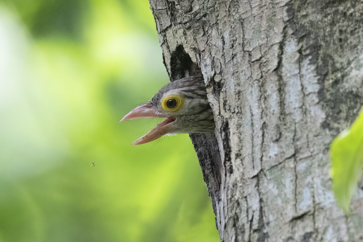 シロボシオオゴシキドリ - ML644973245