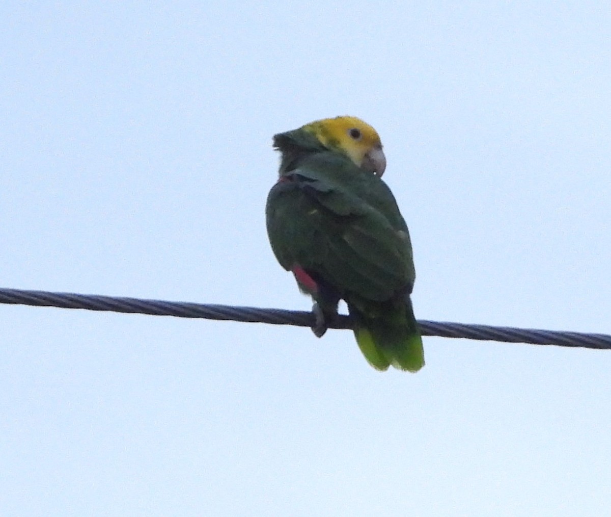 Yellow-headed Amazon - ML644973250