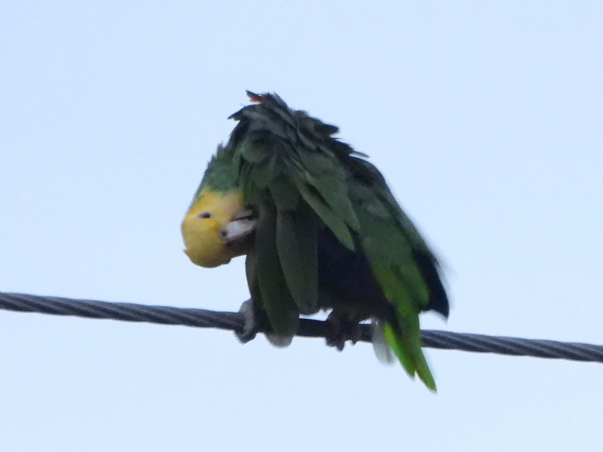Yellow-headed Amazon - ML644973251